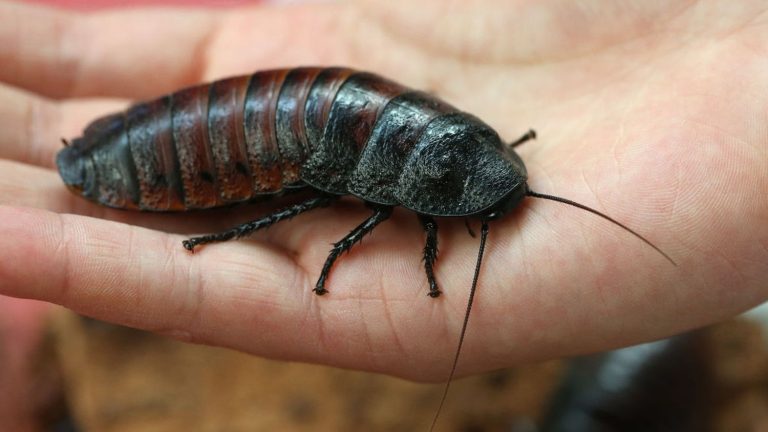 To explore the rubble, researchers rely on remote-controlled cockroaches