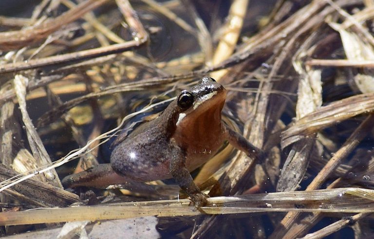 Tree frogs sent to the Biodôme… to extend a street in Longueuil