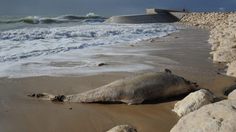 Two dolphins found stranded in 48 hours on a beach in Pas-de-Calais