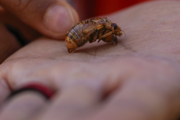 United States |  Trillions of billions of cicadas are expected