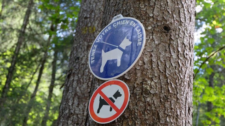 Walking your dog without a leash in the forest is punishable by 750 euros until June 30