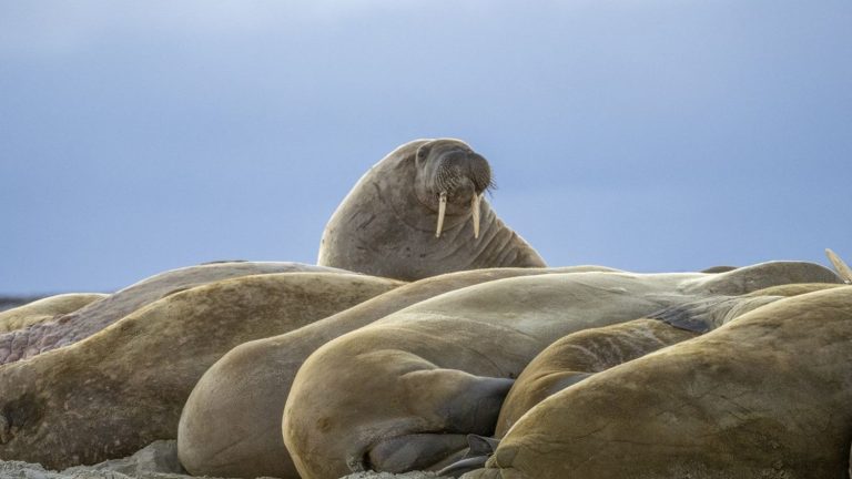 Walrus dies from virus in Arctic, first recorded case in mammal