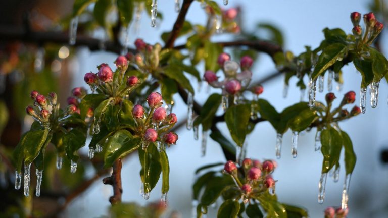 “We are really at the critical threshold for apple trees and pears,” estimates a producer in Haute-Savoie.