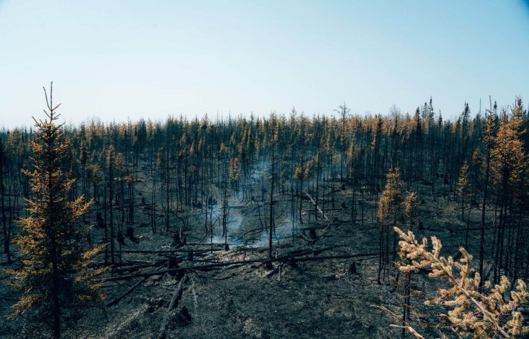 Why does the absence of snow on the ground contribute to an “early” and devastating forest fire season?