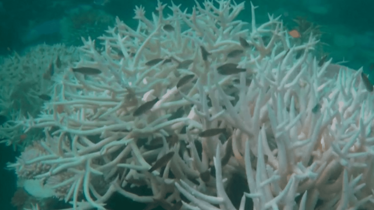 a massive episode of coral bleaching around the world