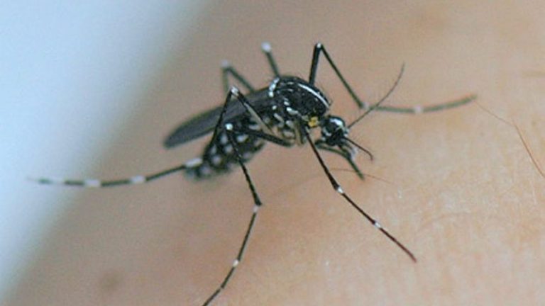 a mosquito specialist expects “greater” circulation of the virus this summer with the Olympic Games