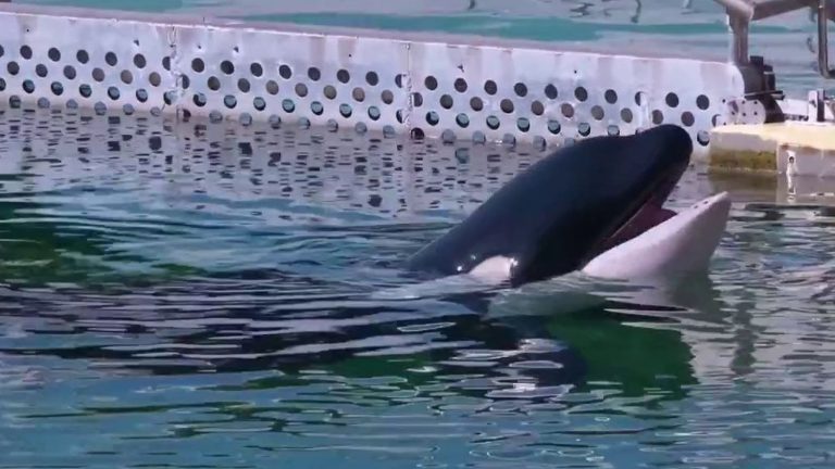 an NGO proposes to create a sanctuary for orcas off the coast of Brest