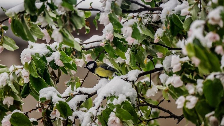 apricot trees, apple trees, vines… After the extremely mild winter, the cold threatens “all plants”