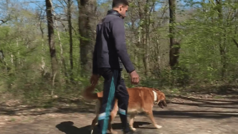 ban on walking your dog without a leash in the forest from April 15 to June 30