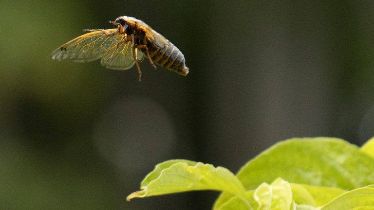 billions of periodic cicadas will emerge from the ground at the same time