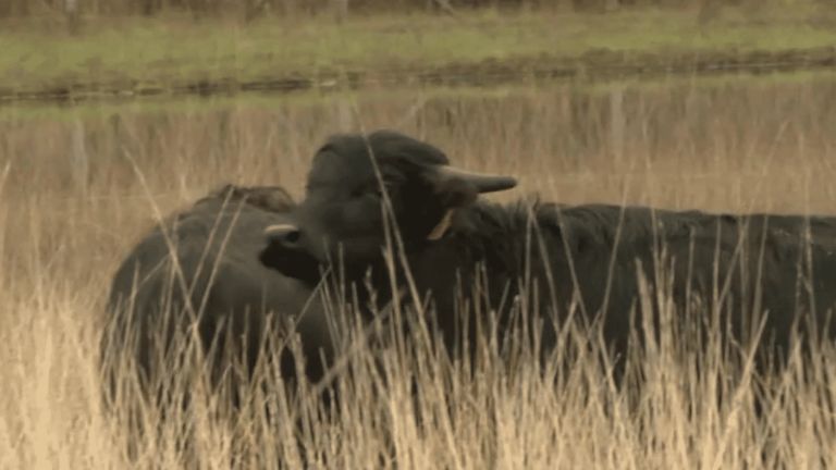 buffaloes “landscape engineers” in the marshes of Gironde