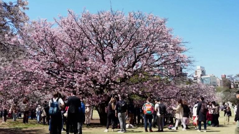 cherry trees are entering their flowering period