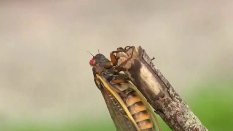 cicadas will emerge from the ground by the billions