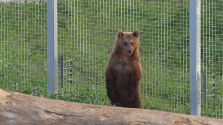 collected in a shelter, a bear cub was released in Switzerland