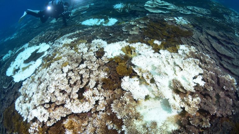 coral bleaching, a worrying symptom of record ocean temperatures