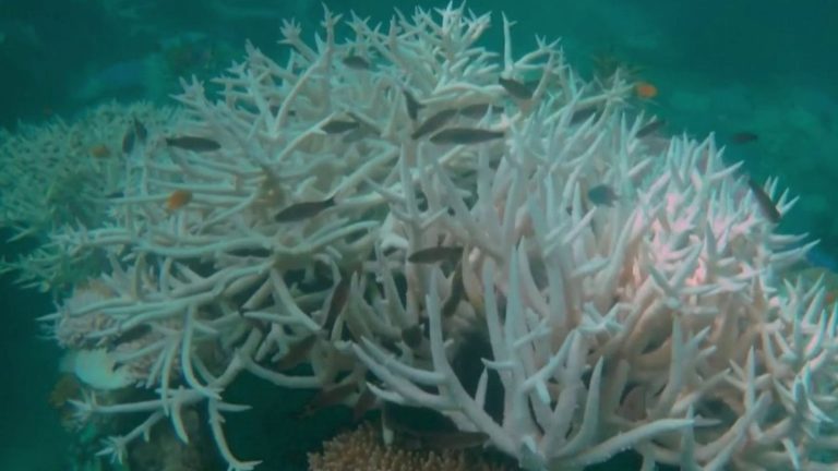 coral bleaching endangers fish