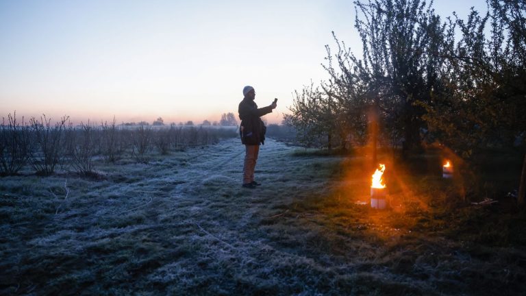 fruit producers “on alert, to save the harvests”