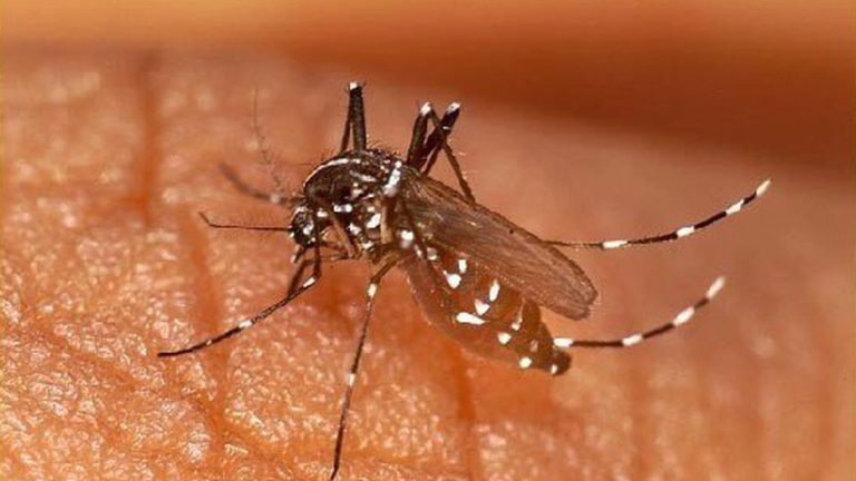 how to fight against the expansion of the tiger mosquito?