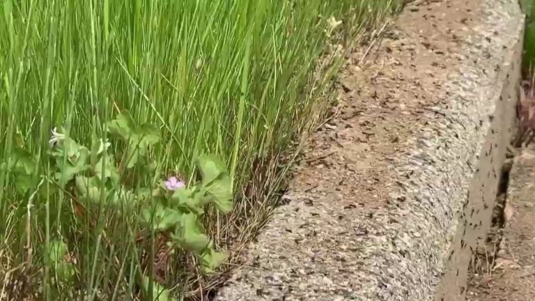 in Albi, the inhabitants of a neighborhood are invaded by ants