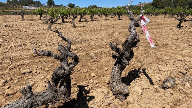 in Catalonia, the impact of persistent drought on wine production