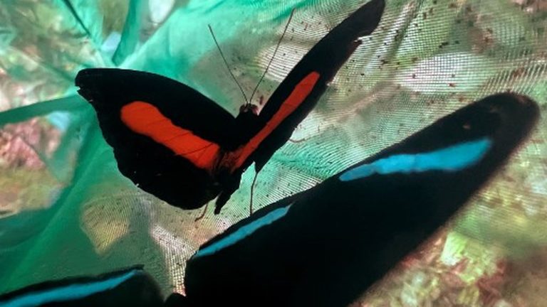 in Ecuador, the decline in captured butterfly species worries scientists