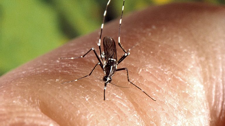 in Marseille, bait to capture tiger mosquitoes on the Olympic site