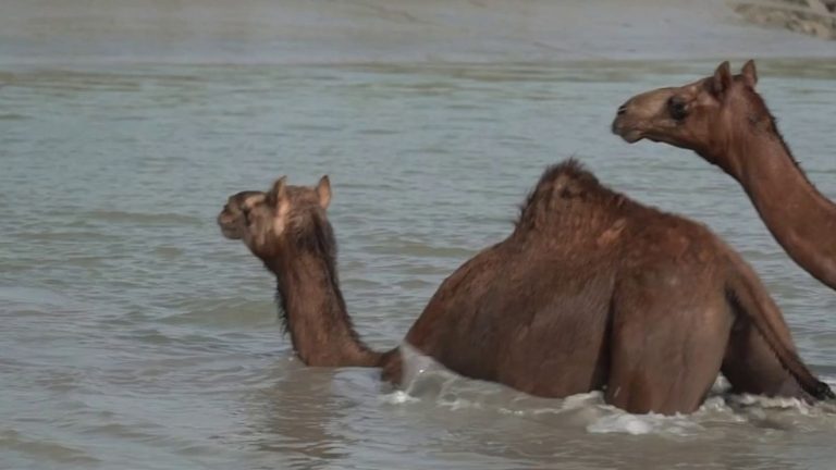 meeting the dromedaries of the seas