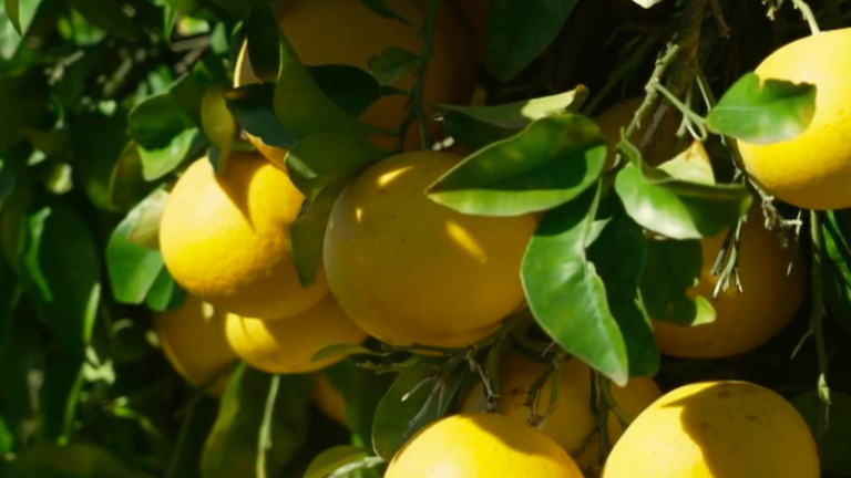 pomelo, the red heart of Corsica