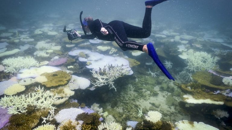 the Great Barrier Reef hit by the worst bleaching episode ever observed