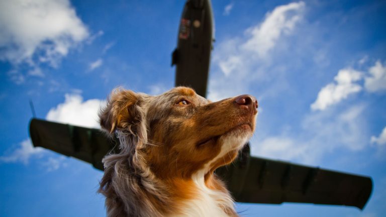 the airline BARK Air promises to transport dogs and their owners in the best conditions