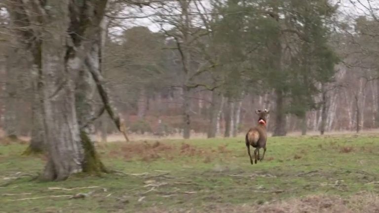 the deer counting operation at the Château de Chambord