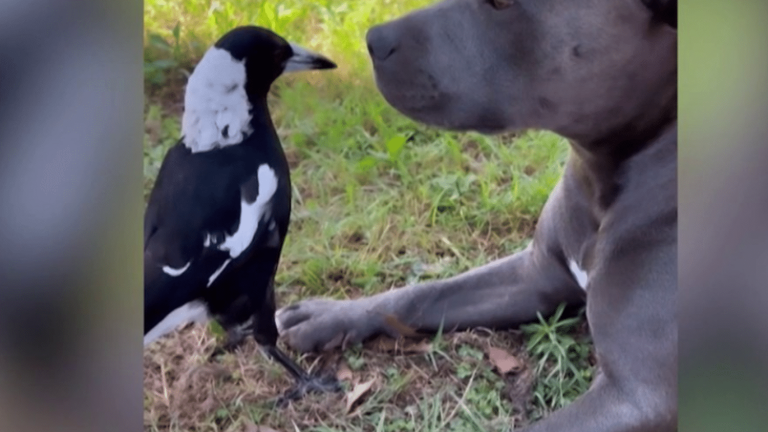 the friendship between a magpie and a Bull Terrier preserved