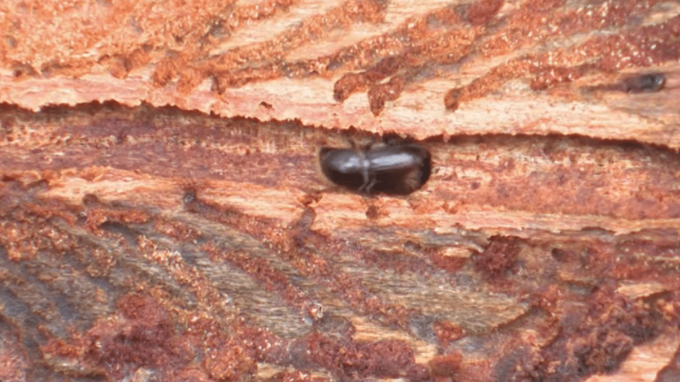 the government announces a plan to fight the scourge of the bark beetle