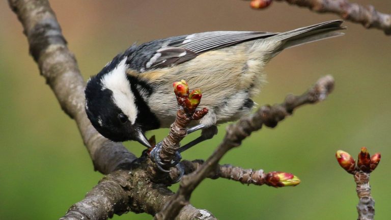 the impressive memory of black-capped chickadees for hiding… and above all finding food