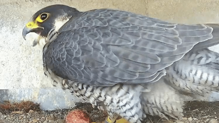 the return of peregrine falcons to Brussels