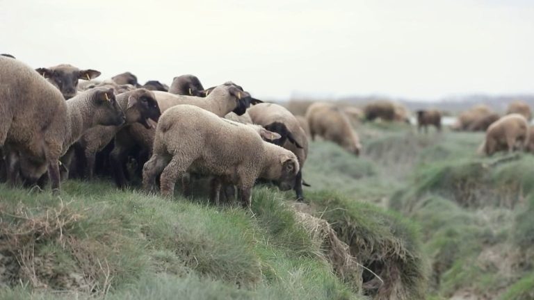 the transhumance of sheep to reach the sea