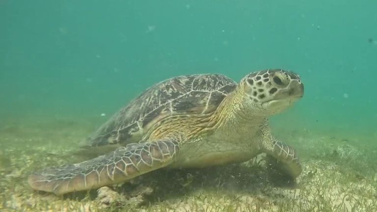 the turtles of Nosy Be preserved by associations