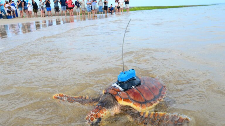 65 sea turtles cared for by the La Rochelle aquarium care center were released into the ocean