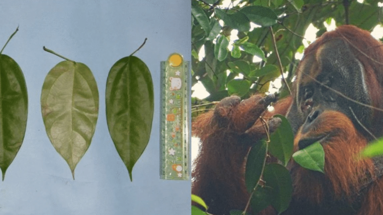 A Sumatran orangutan makes a medicine by chewing the leaves of a liana