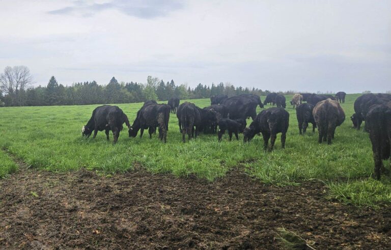 A producer allegedly had 75 cows stolen