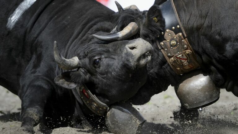 An online petition collects 20,000 signatures in 24 hours to ban cow fights planned during a festival in Isère