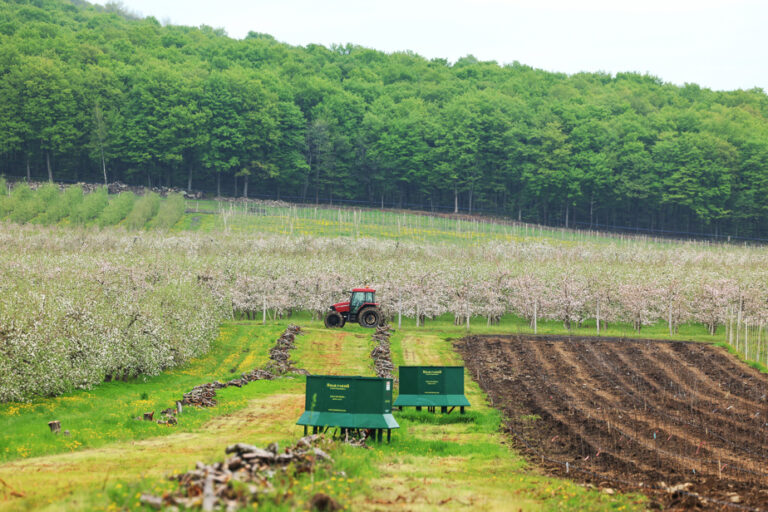 Apple growing |  While waiting for the orchards of the future…