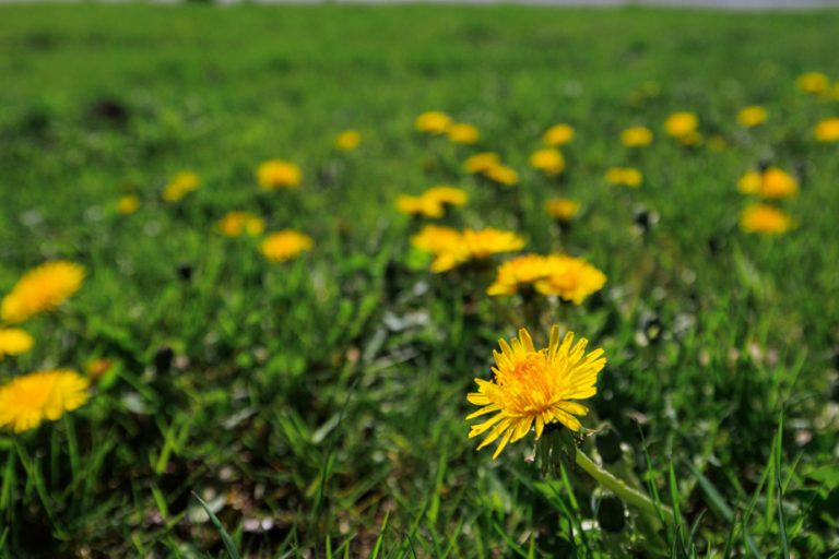 Are dandelions so important to bees?