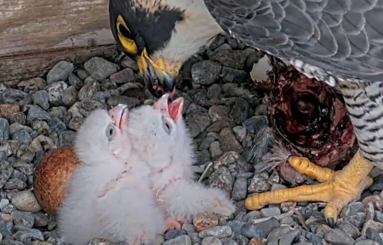 Birth of falcons at the University of Montreal