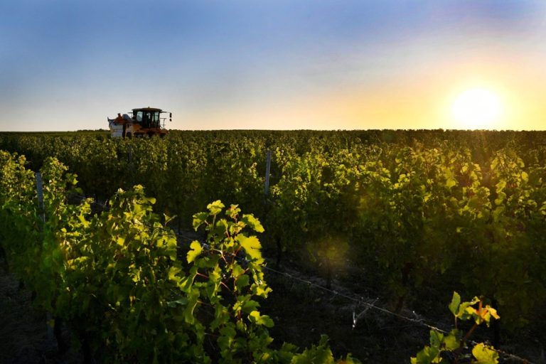 Bordeaux is interested in hybrids from Quebec