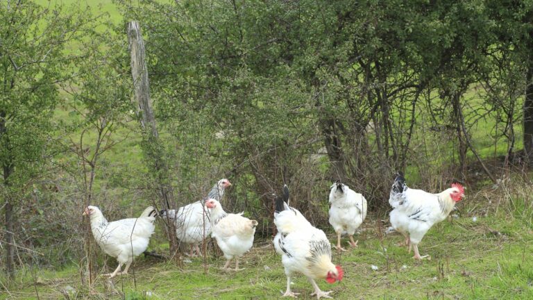 Bourbonnais chicken, second poultry classified AOP in the world