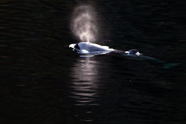 British Columbia |  A group of orcas reported near the orphan