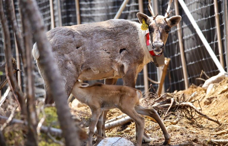 Caribou sentenced to “decades” of captivity