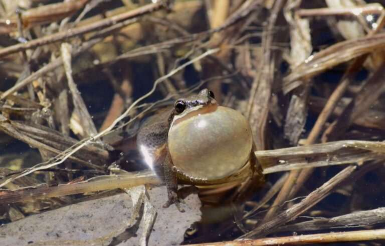 Chorus Frog habitats restored in Montérégie and Outaouais