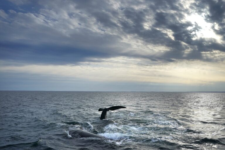 Entangled North Atlantic right whale seen off Acadia